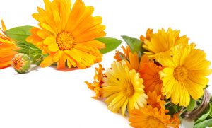 Calendula