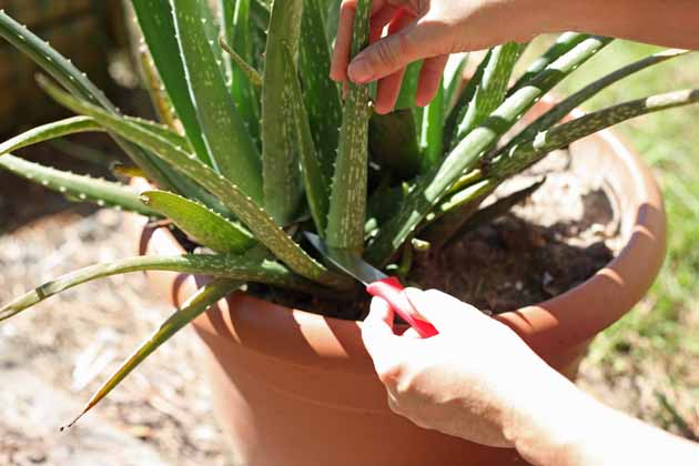 Aloe vera for skin - lifestan